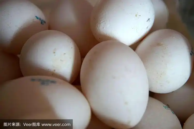 白鸡生蛋背景,特写照片