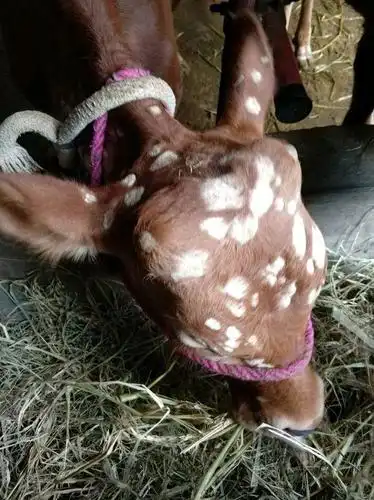 牛身上长满寄生虫,养牛户不知如何是好?本文详解防治方案!