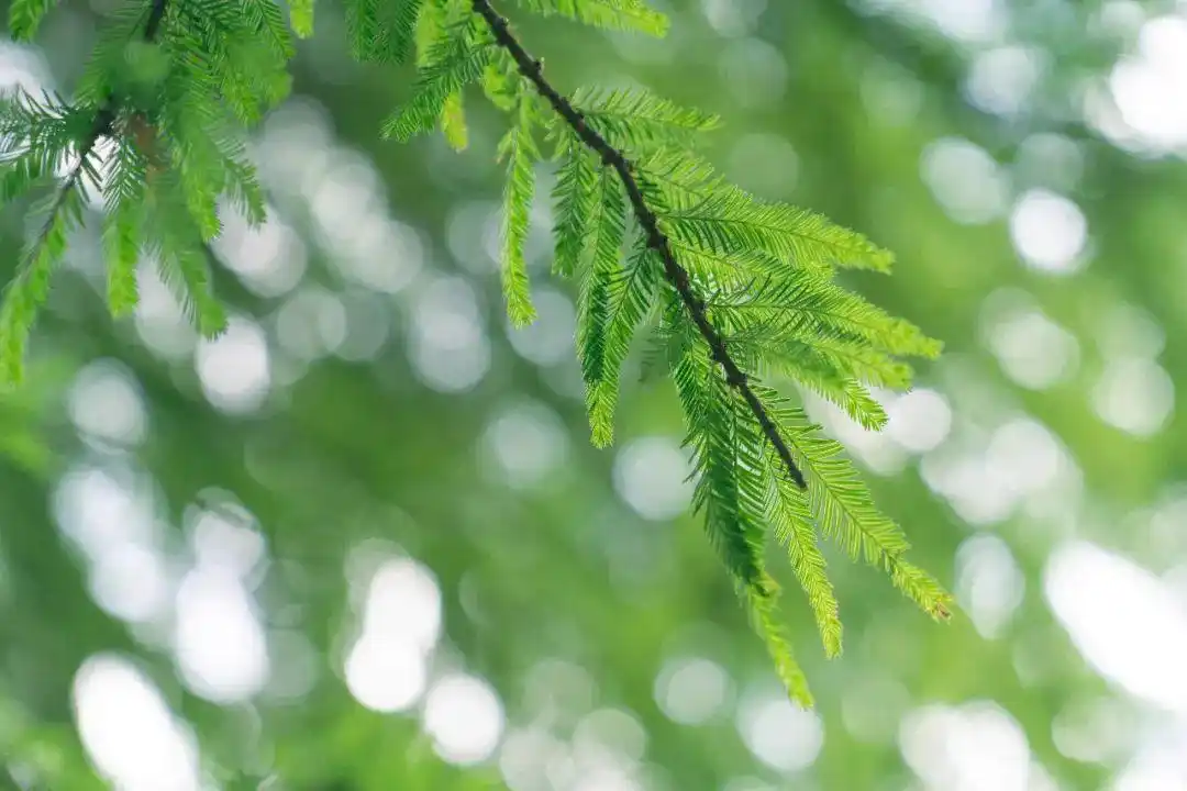走进夏日小森林