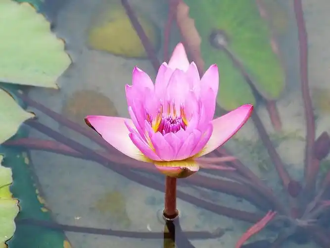 fz150香港拍莲花