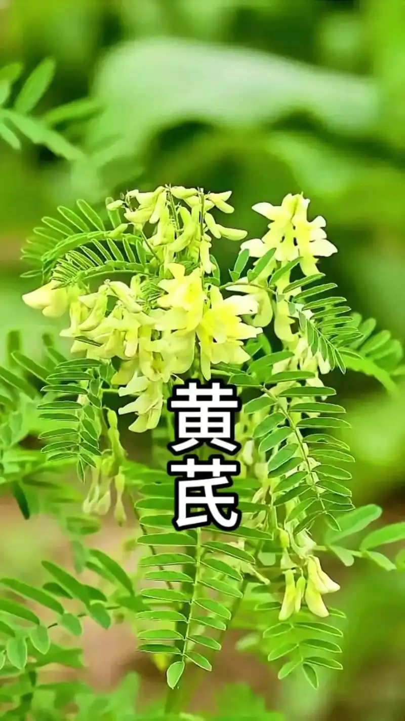 91黄芪,唯一能和人参平替的植物91.99