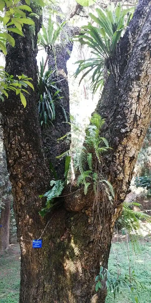 寄生在树叉树杆上的植物,形成空中花园