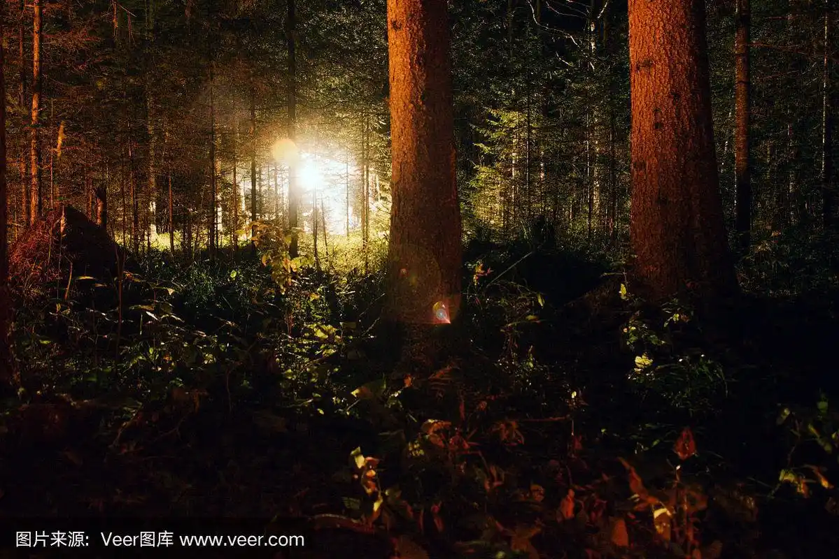 黑夜森林里的火光