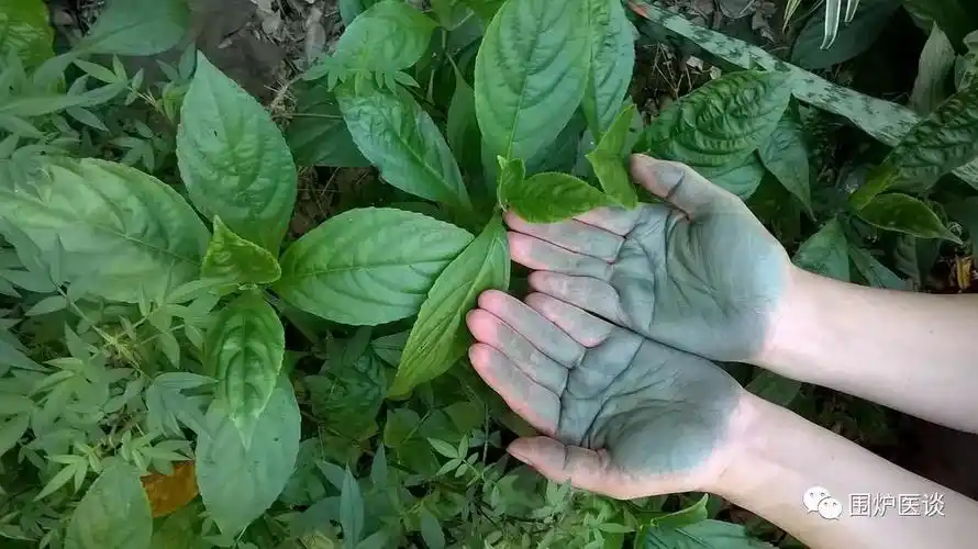 板蓝根是一种清热解毒的中药,相信很多朋友感冒的时候喝过板蓝根冲剂.