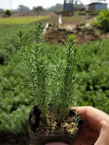 蓝亚麻杯苗盆栽基地直发苗木工程绿化园林景观河道改造绿化用苗