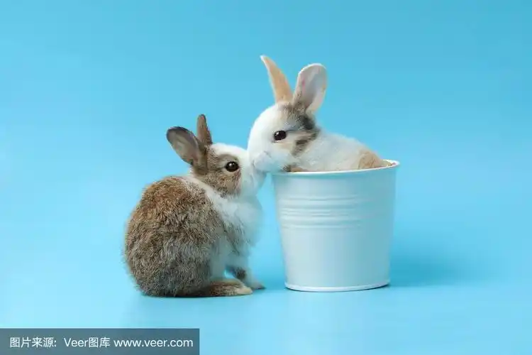两只可爱的毛茸茸的兔子在桶里互相亲吻,可爱的夫妇兔子宠物在蓝色的
