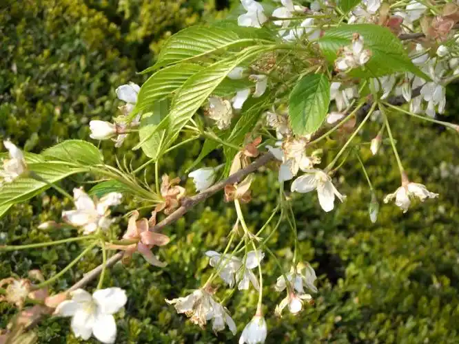 单瓣樱花开了[原创]