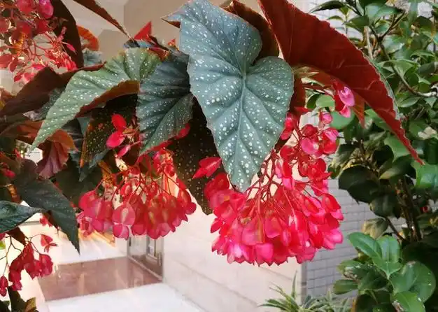 室内开花植物养棵竹节海棠吧不用怎么打理四季都有花看