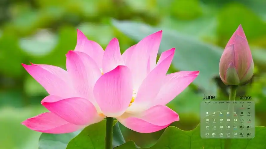 2019年6月代表性荷花自然风光日历,月历壁纸-回车桌面