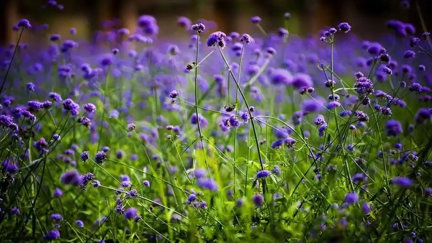唯美梦幻的花海风景图片桌面壁纸