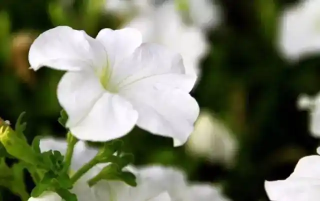 胡小闹分享影视剧里常出现的12种传说里的花揭秘它们的真面目