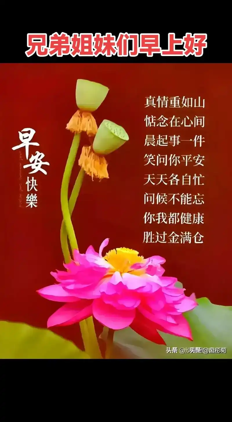 影菊早安真情重如山兄弟姐妹们早上好胜过金满仓问候不能忘你我都健康
