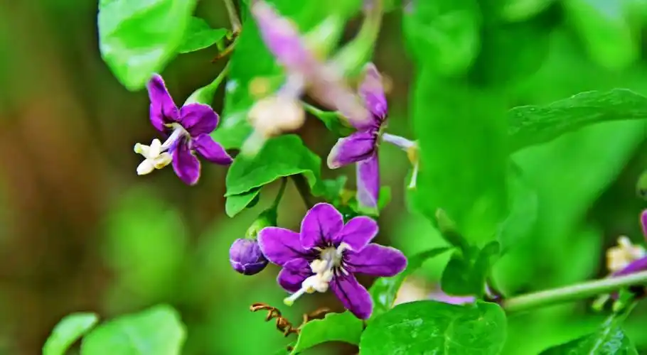 我家枸杞花正艳