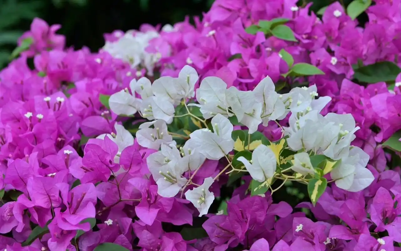 新花城新海口请到海南热带野生动植物园赏三角梅