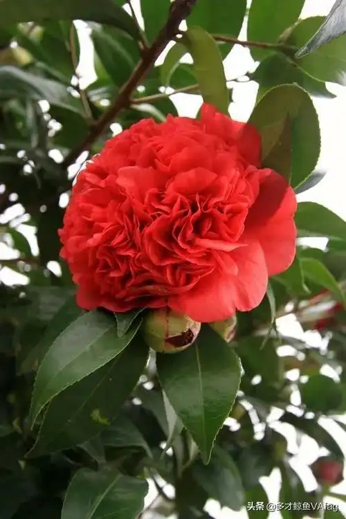 名贵大海伦茶花