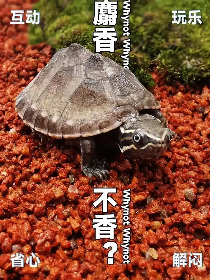 麝香龟真的是我养龟七年以来养过的最好养的龟.对麝香的 - 抖音