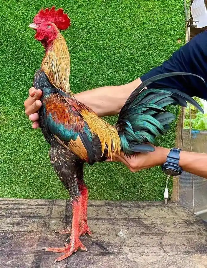 斗鸡文化,泰国斗鸡秒大关 - 抖音