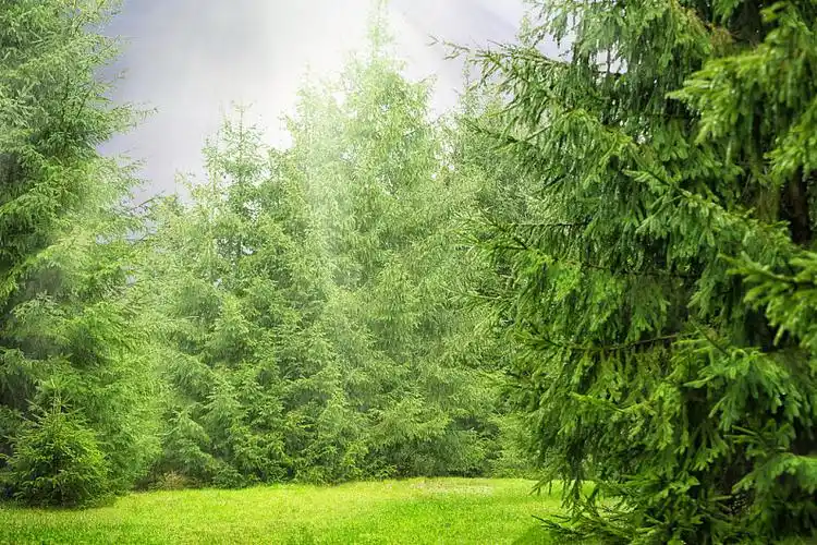 绿色,树,树林,太阳,太阳光线_高清图片_全景视觉