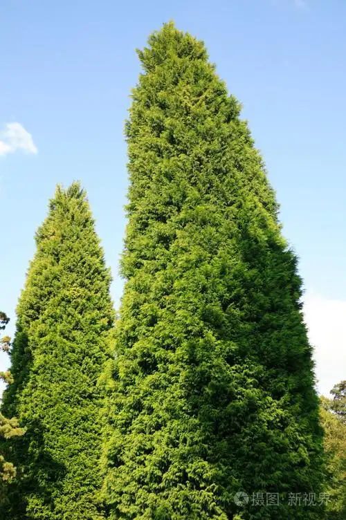 莱兰常绿针叶树