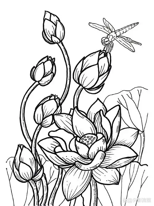 创意美术课程线描画荷花蜻蜓