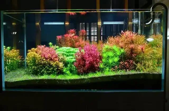 荷兰式草缸全套开缸维护心得建议收藏