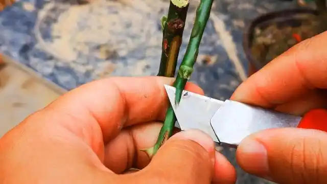 用嵌芽接嫁接一棵树状月季,个人比较喜欢这种方法,简单易学