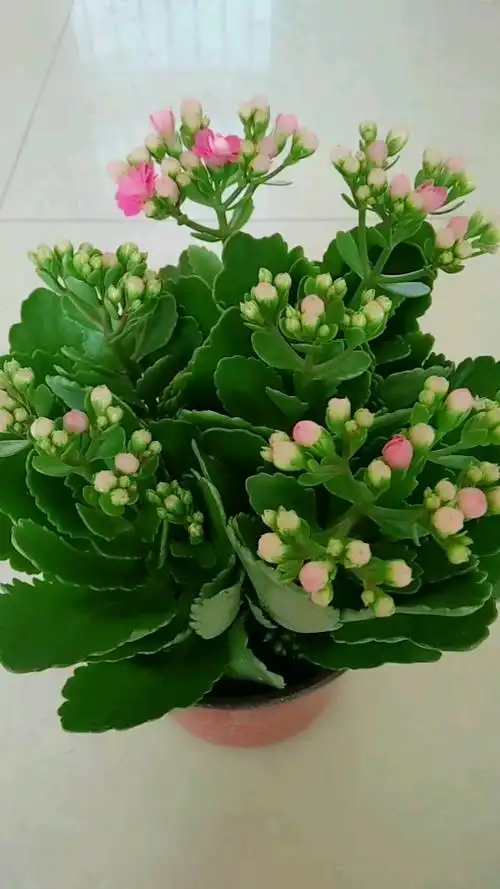 花友们多养几盆长寿花吧,它对我们的身体健康有很大帮助