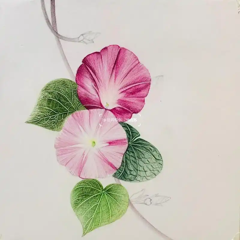 分享我的退休生活##彩铅画# 97编号596(画于北京樱花园)牵牛花系列