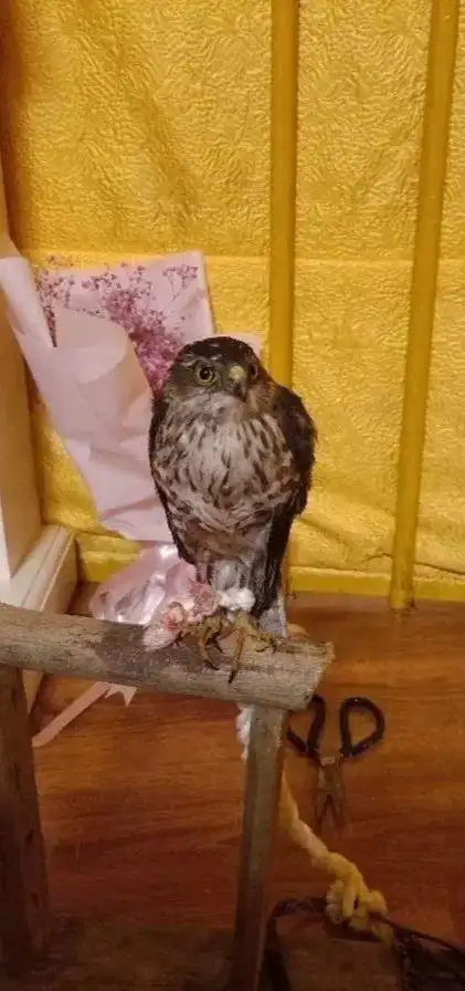 买只鹰当宠物结果