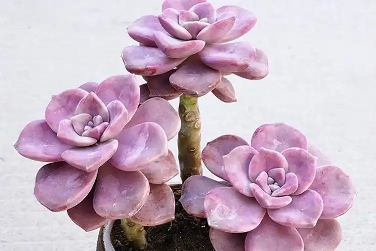 紫乐紫珍珠有叶尖,叶片呈粉紫色,相比紫乐叶片要薄一点,叶片的边缘会