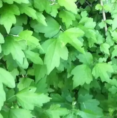 特价出售优质新鲜木槿叶子 木槿叶 木槿树苗 木槿苗 现摘现卖 - 返利