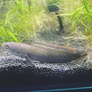 野生南鳢雷龙鱼观赏鱼冷水鱼龙鱼凶猛七彩雷龙淡水彩虹雷龙鱼