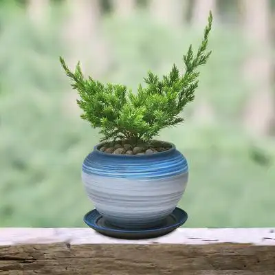 微型珍珠地柏盆景室内阳台净化空气甲醛耐寒好养桌面植物绿植