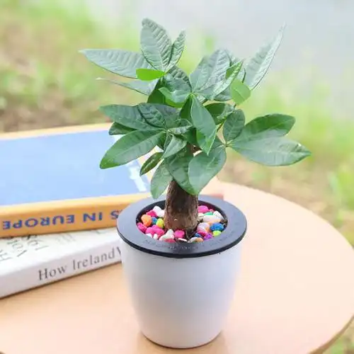 八款小清新绿植迎春意入门