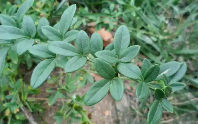 迎春花冬天不落叶,不要摘掉叶子,这才是正确的处理方法