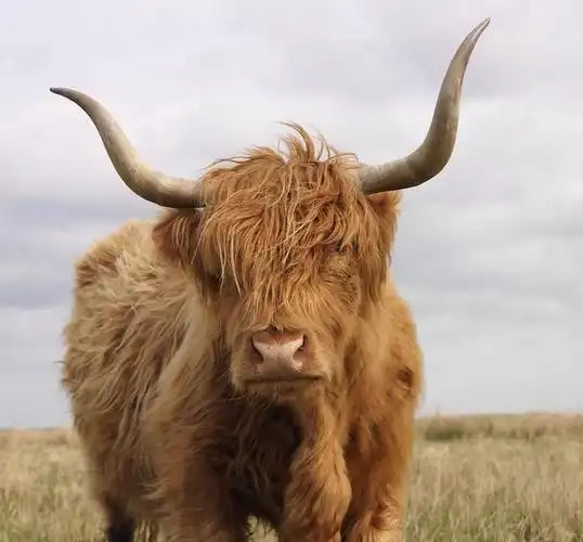 牛的罕见品种有哪一些吗?牛怎样按用处和种类分类吧?