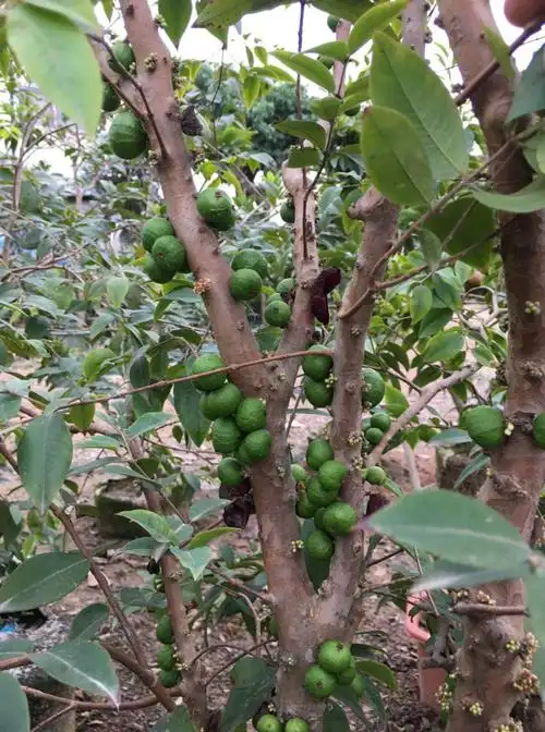 广东嘉宝果树葡萄苗四季福冈阿根廷带果别墅盆栽嘉宝果树葡萄种植