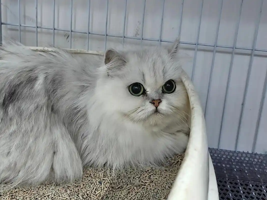 邻居家的金吉拉母猫好甜美,眼睛圆圆的,嘴套也好看.性格 - 抖音