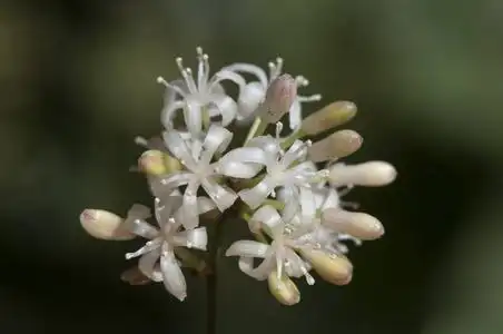 土茯苓-常见的粗糙的藤蔓草和地中海的土茯苓美丽的秋天的花,乳白色和
