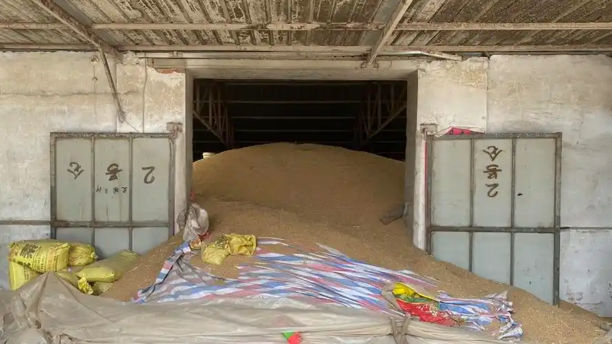 探访中国小麦第一县种粮大户谷满仓农民留粮在手等好价