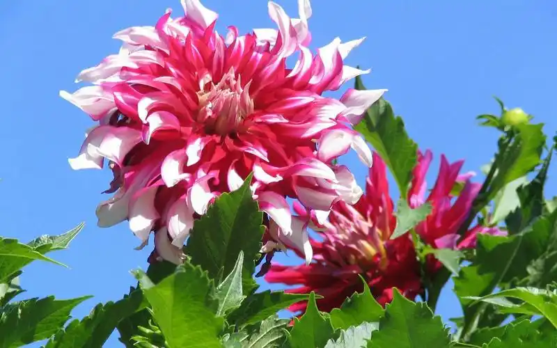 娇艳美丽大丽花.