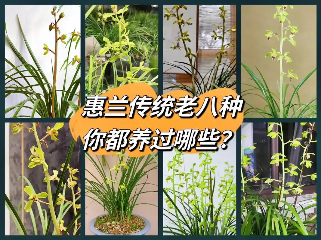 传统蕙兰的老八种-图文篇#兰花 #花与生活 #抖音带你去赏花 - 抖音