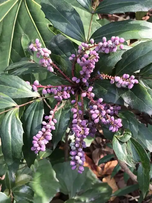 植物叫十大功劳咋还成模范了呢