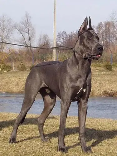 养一只大型犬,是一种什么体验?