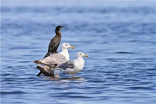 水面上的一群海鸥水面,海鸥银鸥燕鸥,北方,潘塔纳尔,巴西纽约,天际线
