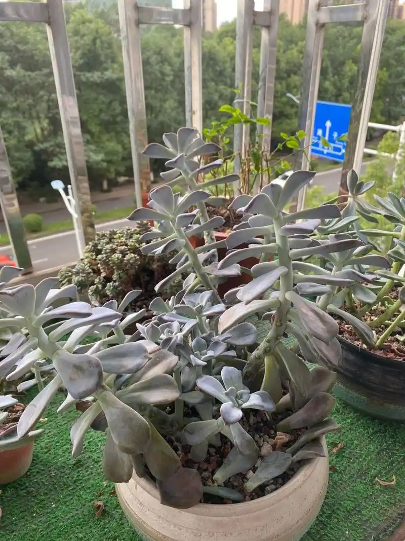 紫乐徒成这样咋弄 一个夏天徒长成这样全部断头吗