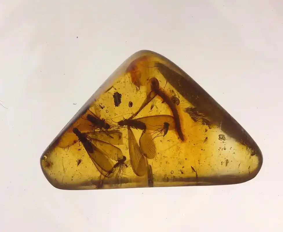 一眼万年琥珀欣赏