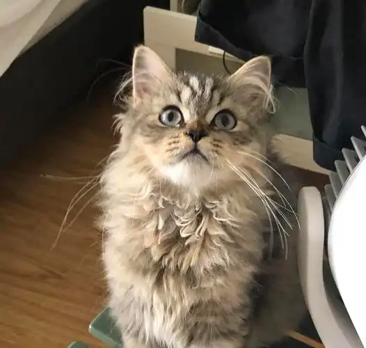 金虎斑高地 黑金渐层 英短 母 找新家