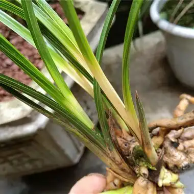 蕙兰黄心变形艺