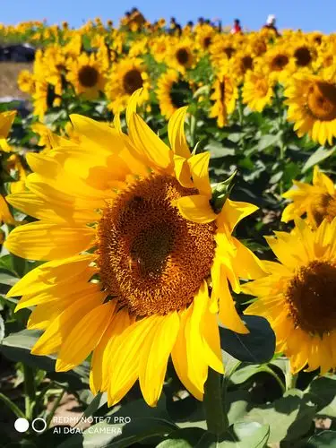 代表那些永远保持乐观一直朝着目标代表积极努力向上的花积极乐观壁纸